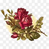 花卉 花园玫瑰 玫瑰-空若网 花卉 花园玫瑰 玫瑰-空若网