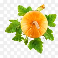 ʳƷ ֲ�� �߲�-������