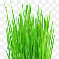 �� ��ɫ ���-������