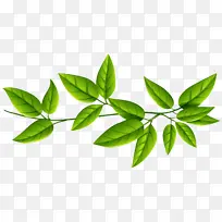 叶 植物 花-空若网 叶 植物 花-空若网