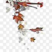 叶子 树 植物-空若网 叶子 树 植物-空若网