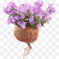 �ɹ���Ʒ�� ����ֲ�� ֲ��-������