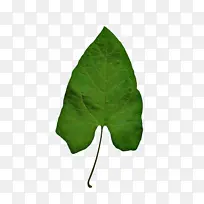 叶子 绿色 植物-空若网 叶子 绿色 植物-空若网