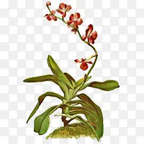 �� ����ֲ�� ֲ��-������