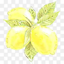 卡通 黄色 植物-空若网 卡通 黄色 植物-空若网