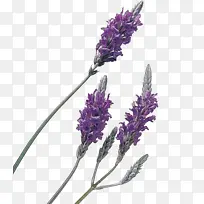 花 开花植物 植物-空若网 花 开花植物 植物-空若网