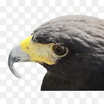 水彩画 颜料 湿墨-空若网 水彩画 颜料 湿墨-空若网