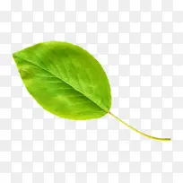 叶子 绿色 植物-空若网 叶子 绿色 植物-空若网