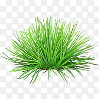 植物 草 红松-空若网 植物 草 红松-空若网