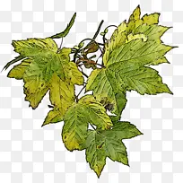 Ҷ ֲ�� �ڷ���-������