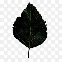 叶 植物 绿色-空若网 叶 植物 绿色-空若网