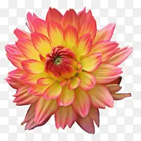 ���� ����ֲ�� ����-������