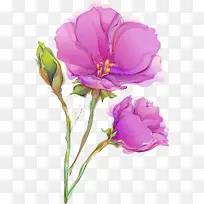 花卉 开花植物 花瓣-空若网 花卉 开花植物 花瓣-空若网