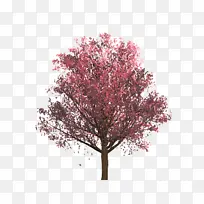 树 植物 木本植物-空若网 树 植物 木本植物-空若网