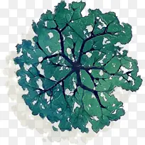 绿色 叶子 树-空若网 绿色 叶子 树-空若网