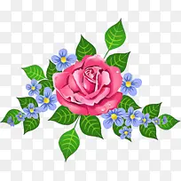 花 开花植物 玫瑰-空若网 花 开花植物 玫瑰-空若网