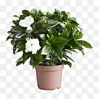 采购产品花 开花植物 植物-空若网 采购产品花 开花植物 植物-空若网