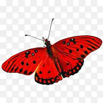 飞蛾和蝴蝶 蝴蝶 昆虫-空若网 飞蛾和蝴蝶 蝴蝶 昆虫-空若网