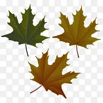 树叶 枫叶 树木-空若网 树叶 枫叶 树木-空若网