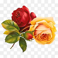 花 花园玫瑰 玫瑰-空若网 花 花园玫瑰 玫瑰-空若网