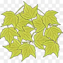 ��ͨ ��Ҷ �ڷ���-������