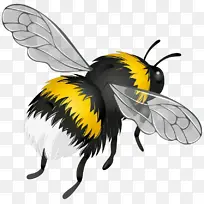卡通 蜜蜂 昆虫-空若网 卡通 蜜蜂 昆虫-空若网