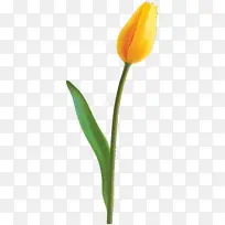卡通 花卉 郁金香-空若网 卡通 花卉 郁金香-空若网