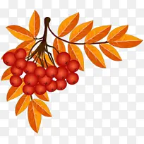 ��ͨ Ҷ�� ֲ��-������