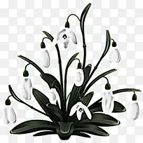 植物 花 黑白-空若网 植物 花 黑白-空若网