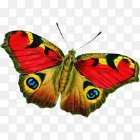 飞蛾和蝴蝶 蝴蝶 昆虫-空若网 飞蛾和蝴蝶 蝴蝶 昆虫-空若网