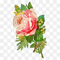 花卉 开花植物 玫瑰-空若网 花卉 开花植物 玫瑰-空若网