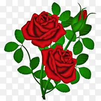 花卉 花园玫瑰 玫瑰-空若网 花卉 花园玫瑰 玫瑰-空若网