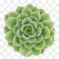 卡通 花卉 埃切维里亚-空若网 卡通 花卉 埃切维里亚-空若网