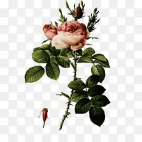 ���� ����ֲ�� ֲ��-������