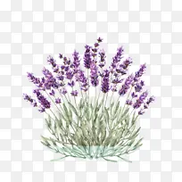花 开花植物 薰衣草-空若网 花 开花植物 薰衣草-空若网