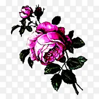 花朵 开花植物 玫瑰-空若网 花朵 开花植物 玫瑰-空若网