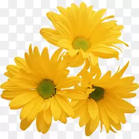 菊花黄花砧木摄影颜色-菊花-空若网 菊花黄花砧木摄影颜色-菊花-空若网