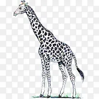 长颈鹿 陆生动物 长颈鹿科-空若网 长颈鹿 陆生动物 长颈鹿科-空若网