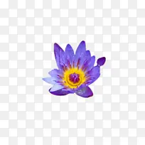 ������ ��ɫ ��-������