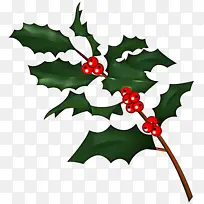 冬青 美国冬青 植物-空若网 冬青 美国冬青 植物-空若网