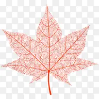 树叶 枫叶 树木-空若网 树叶 枫叶 树木-空若网