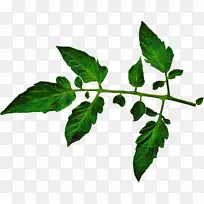 叶子 植物 花-空若网 叶子 植物 花-空若网