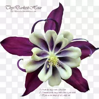 �ϻ��ϻ�-������