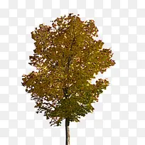 树木 植物 木本植物-空若网 树木 植物 木本植物-空若网