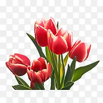 花朵 开花植物 花瓣-空若网 花朵 开花植物 花瓣-空若网