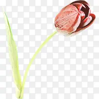 卡通 花 植物-空若网 卡通 花 植物-空若网