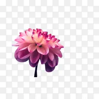 ��ɫ ���� ����-������