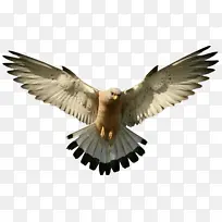 卡通 鸟 翅膀-空若网 卡通 鸟 翅膀-空若网