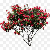 花 开花植物 植物-空若网 花 开花植物 植物-空若网