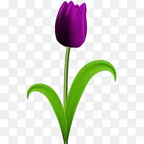 花 郁金香 紫色-空若网 花 郁金香 紫色-空若网